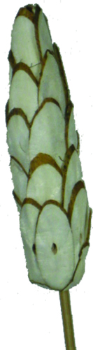 Sola Pine with Stem, 7cm