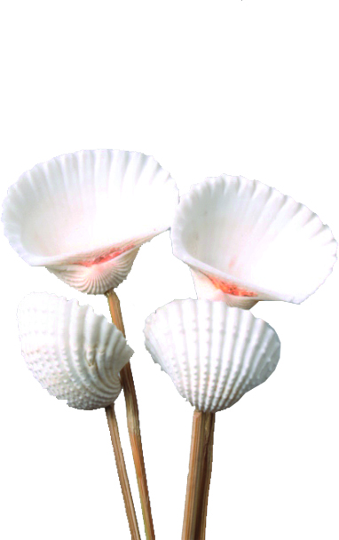 Clam Seashell On Stick