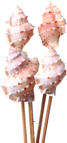 Murex Seashell On Stick, 20cm