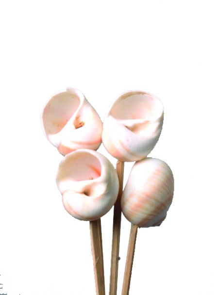 Shark Eye Seashell On Stick