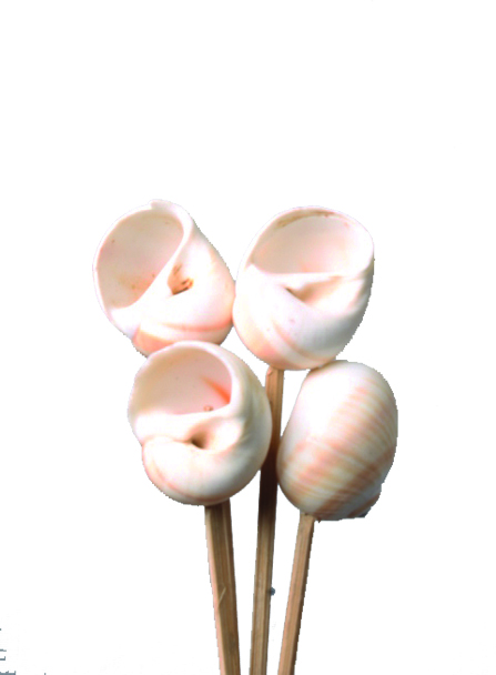 Shark Eye Seashell On Stick