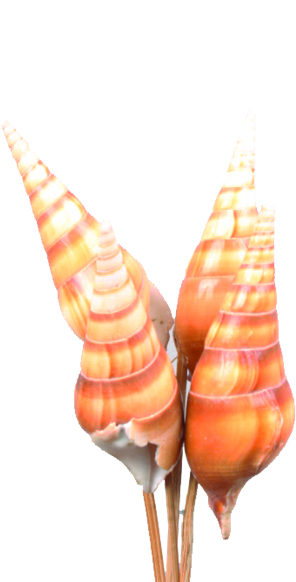 Screw Shell On Stick