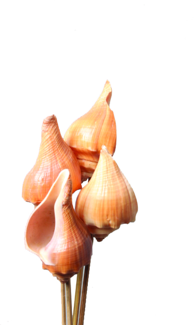 Conch Seashell On Stick