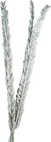 Dried Date Palm Feather Leaves, 1m