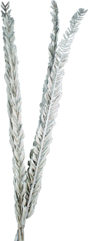 Dried Date Palm, 1m