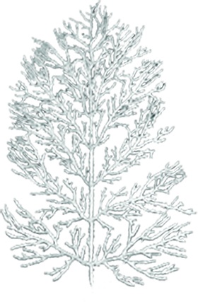 Glitter Coral Sprig