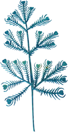 Leaf Pick, 27cm