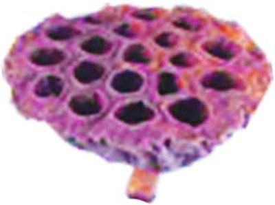 Lotus Pod Pick, 9cm