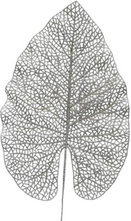 Skeleton Leaf Pick, 78cm