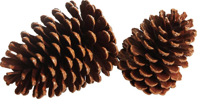 Pinecone, 11cm