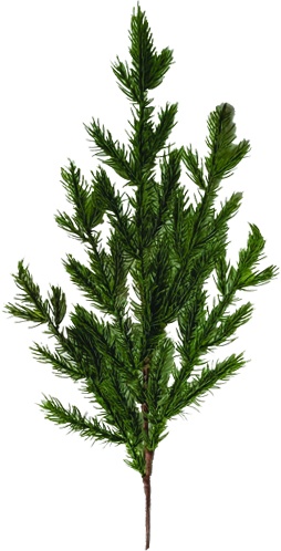 Cedar Spray, 56cm