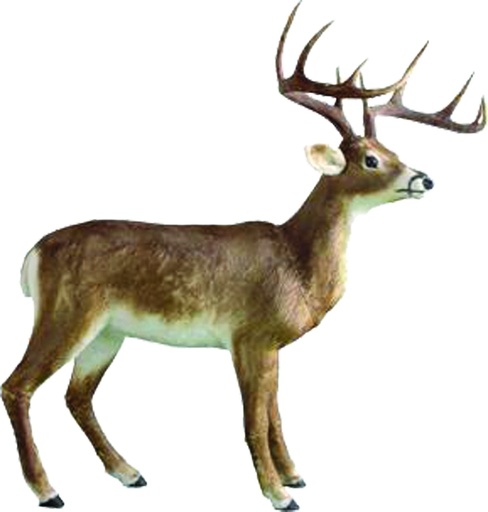[CARL] White-Tailed Deer, 1.62m