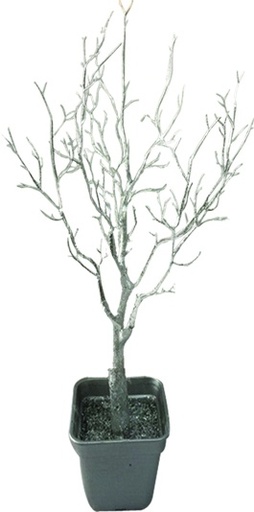 [EY071] Potted Frosted Twig Tree, 75cm
