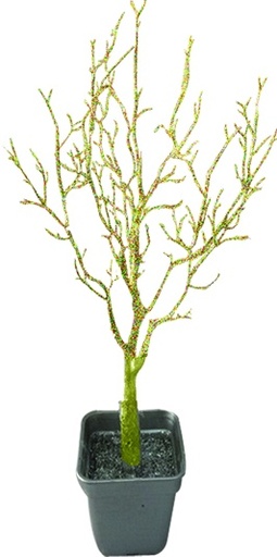 [EY128] Potted Glitter Branch Tree, 75cm