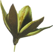[GL085-NA] Lily Bud Pick, 5cm