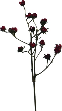 [GL089] Berry Spray, 22.5cm