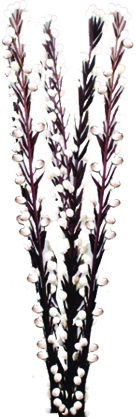 [GL149] Berry Spray, 60cm