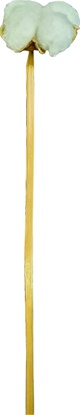 [GL177] Cotton Branch
