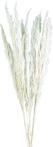 [GL189] Stick Grass