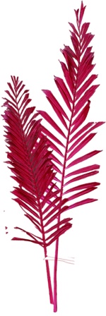 [GL200] Dried Frond Stem, 11cm