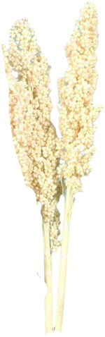 [GL211] Indian Corn, 20cm