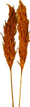 [GL212] Bamboo Feather Stem, 1m