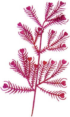 [RN056] Fern Glitter Pick, 27cm