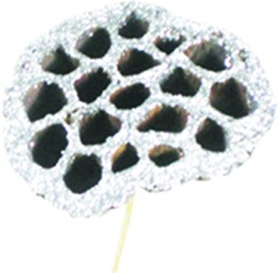 Lotus Pod with Stem
