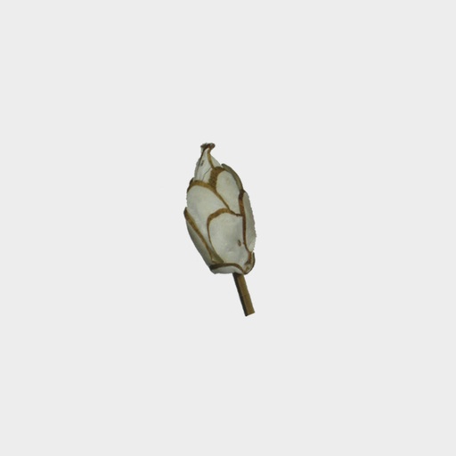 Sola Litchu Layered Bud Stem
