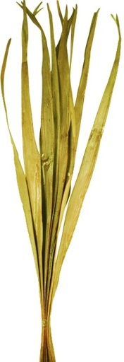 Dried Palm Blade Fan